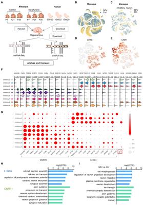 Inhibitory neuron map of sevoflurane induced neurotoxicity model in young primates